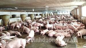 Công ty cổ phần chăn nuôi Vĩnh Tân 1