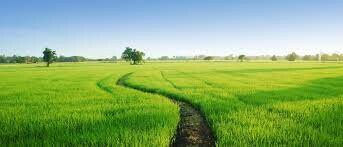 Giống Cây Trồng Miền Nam 6