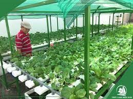 Công Ty Cổ Phần Thủy Canh Miền Nam 10