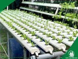 Công Ty Cổ Phần Thủy Canh Miền Nam 8