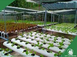 Công Ty Cổ Phần Thủy Canh Miền Nam 6