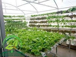 Công Ty Cổ Phần Thủy Canh Miền Nam 5