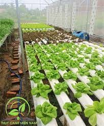 Công Ty Cổ Phần Thủy Canh Miền Nam 3