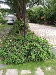 May túi xách Thái Dương 1