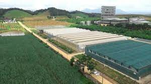 Mía Đường Lam Sơn 1