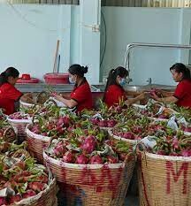 XUẤT NHẬP KHẨU VINA T&T 5