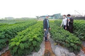 Sản Xuất Bejo Việt Nam 10