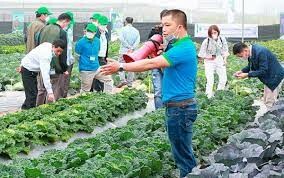 Sản Xuất Bejo Việt Nam 9