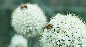 Sản Xuất Bejo Việt Nam 7