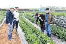 Sản Xuất Bejo Việt Nam 2