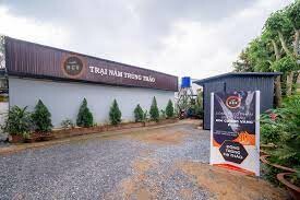 Dược Thảo Kim Cương Vàng 10