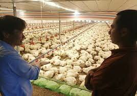 Thú Y Xanh Việt Nam 3