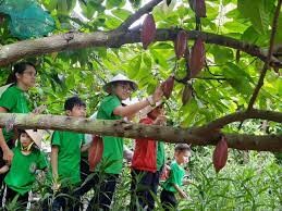 Ca Cao Xuân Ron Chợ Gạo 6