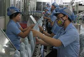 Showa Gloves Việt Nam 8