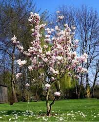 Cảnh Quan Mộc Lan 9