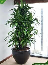 Cảnh Quan Mộc Lan 7