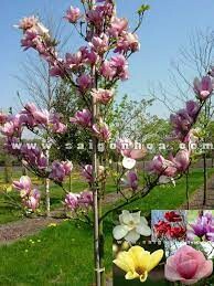 Cảnh Quan Mộc Lan 6