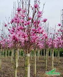 Cảnh Quan Mộc Lan 4