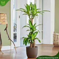 Cảnh Quan Mộc Lan 3