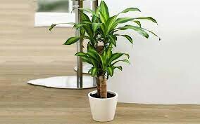 Cảnh Quan Mộc Lan 2