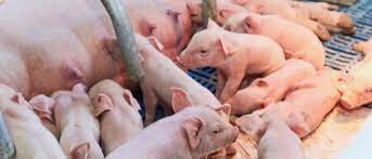 Schaumann Việt Nam 6