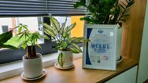 Bao Bì Lâm Việt An 13