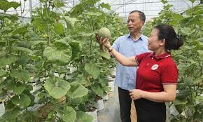 F-one Global Foods 5