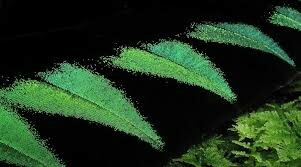 Bất Động Sản Emaar Land 3