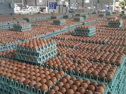 Ql Farms (Tây Ninh) 3