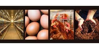 Ql Farms (Tây Ninh) 1