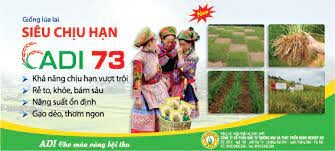 ĐTTM và Phát triển nông nghiệp ADI 1