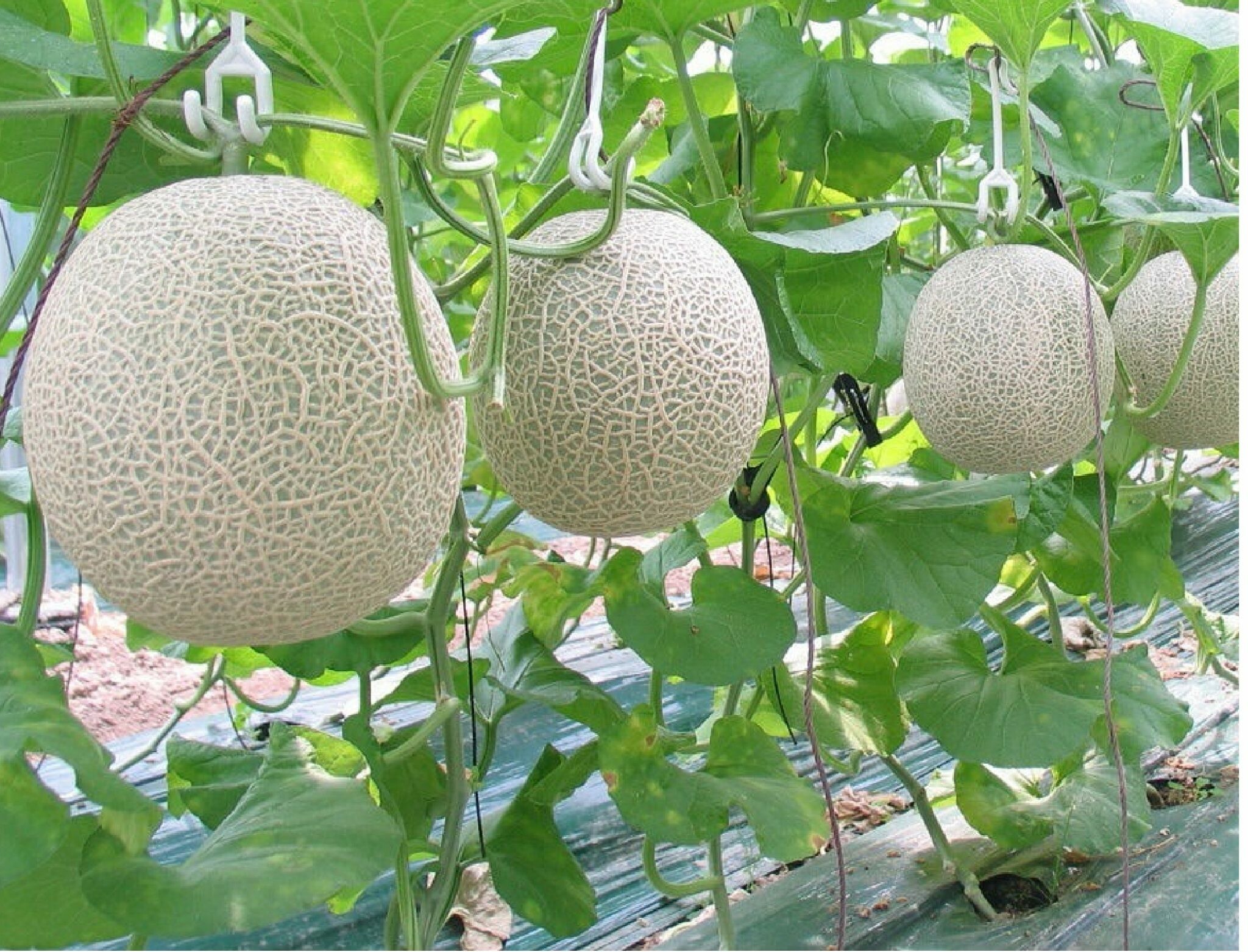 Công Nghệ Tưới Khang Thịnh 7