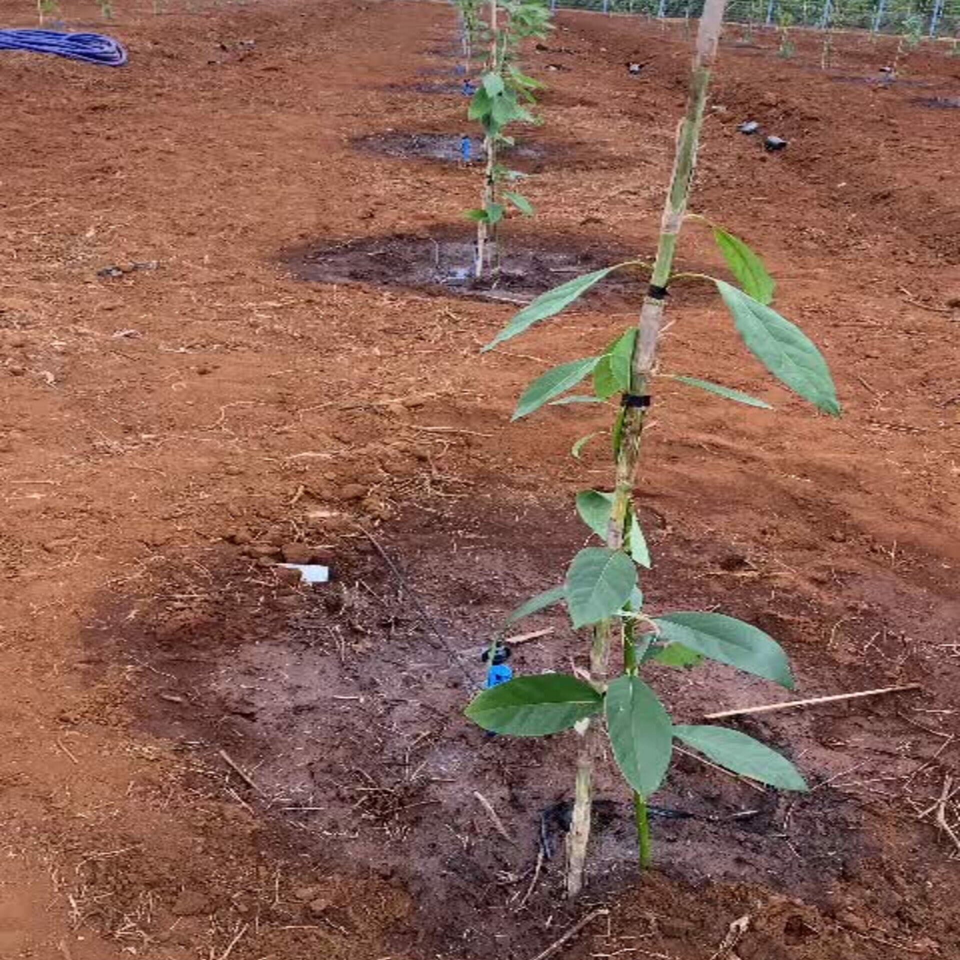 Công Nghệ Tưới Khang Thịnh 5