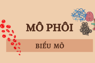BIỂU MÔ | Câu hỏi trắc nghiệm ôn tập Mô phôi |Trường Đại học Y Dược Cần Thơ (2025)