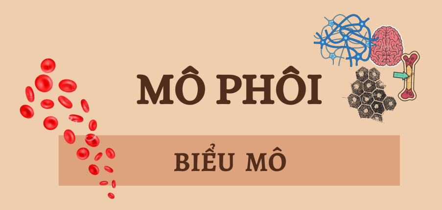 BIỂU MÔ | Câu hỏi trắc nghiệm ôn tập Mô phôi |Trường Đại học Y Dược Cần Thơ (2025)