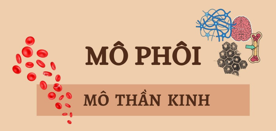 MÔ THẦN KINH | Câu hỏi trắc nghiệm ôn tập Mô phôi | Trường Đại học Y Hà Nội (2025)
