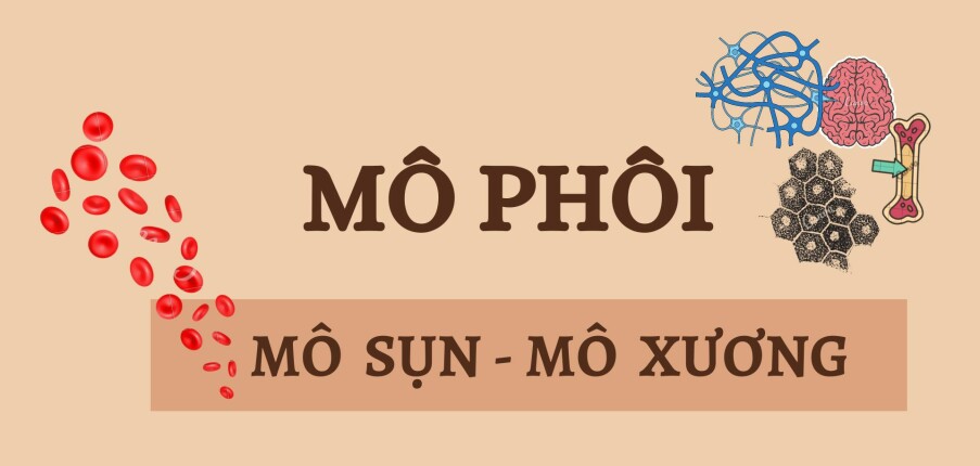 MÔ SỤN - MÔ XƯƠNG | Câu hỏi trắc nghiệm ôn tập Mô phôi | Đại học Y Dược Huế (2025)