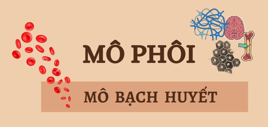 MÔ BẠCH HUYẾT | Câu hỏi trắc nghiệm ôn tập Mô phôi | Đại học Y Dược Thành phố Hồ Chí Minh (2025)