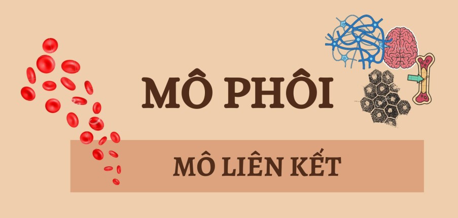 MÔ LIÊN KẾT | Câu hỏi trắc nghiệm ôn tập Mô phôi | Đại học Y Dược Thành phố Hồ Chí Minh (2025)