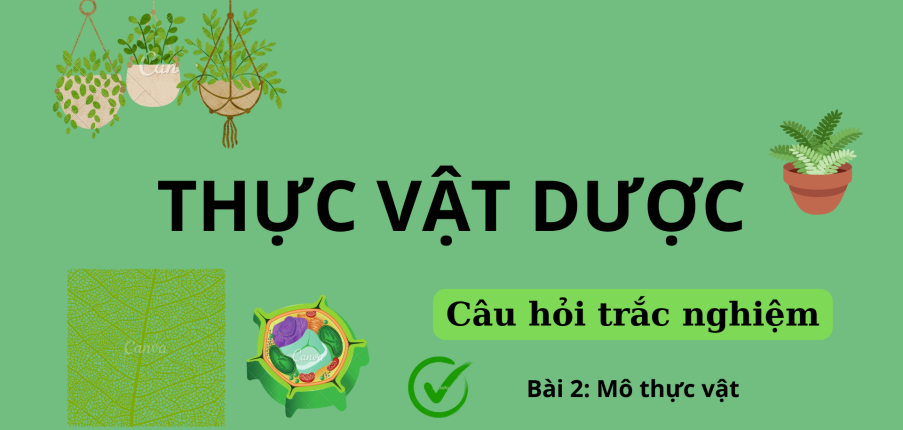 76 Câu hỏi trắc nghiệm về MÔ THỰC VẬT | Câu hỏi ôn tập môn Thực vật dược | Trường Đại học Nguyễn Tất Thành (2025)