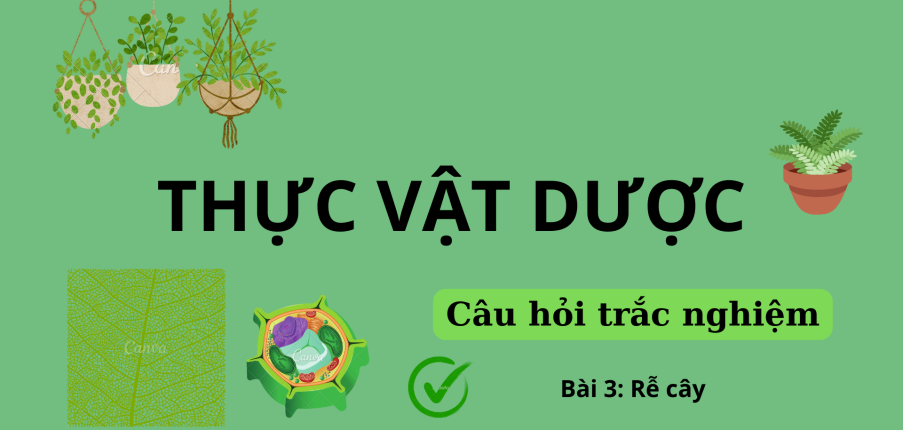 58 Câu hỏi trắc nghiệm về RỄ CÂY | Câu hỏi ôn tập môn Thực vật dược | Trường Đại học Nguyễn Tất Thành (2025)