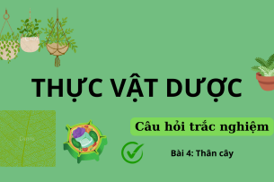 40 Câu hỏi trắc nghiệm về THÂN CÂY | Câu hỏi ôn tập môn Thực vật dược | Trường Đại học Nguyễn Tất Thành (2025)