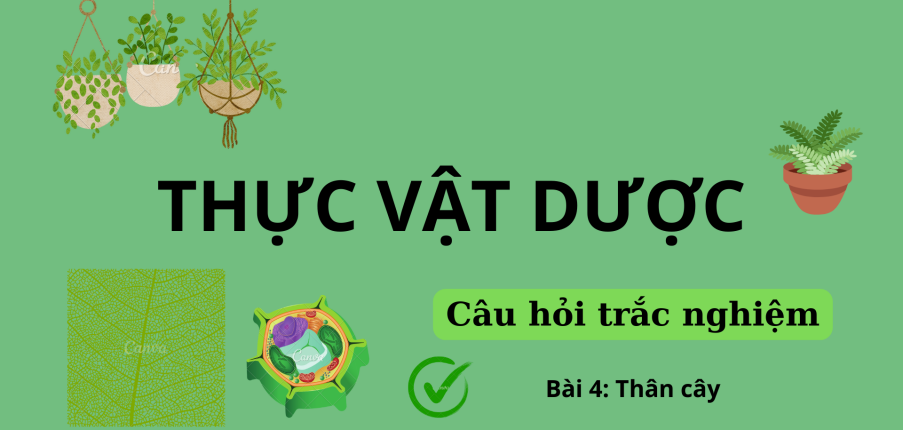40 Câu hỏi trắc nghiệm về THÂN CÂY | Câu hỏi ôn tập môn Thực vật dược | Trường Đại học Nguyễn Tất Thành (2025)