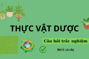 38 Câu hỏi trắc nghiệm về LÁ CÂY (có đáp án) | Câu hỏi ôn tập môn Thực vật dược | Trường Đại học Nguyễn Tất Thành (2025)