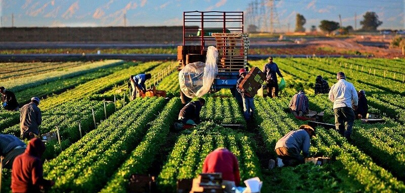 TOP 10 doanh nghiệp vận tải chuyên tuyến hàng nông sản xuất khẩu