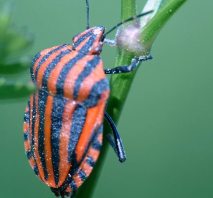 Tài liệu VietJack