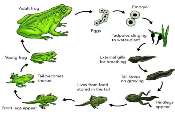 Tài liệu VietJack
